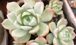 白月影多肉的养殖方法和注意事项（白月影多肉怎么养护）
