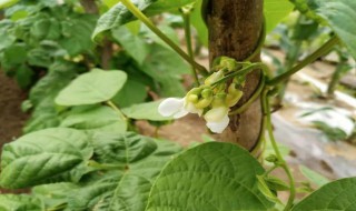 白芸豆种植时间和方法（白芸豆种植时间和方法图片）