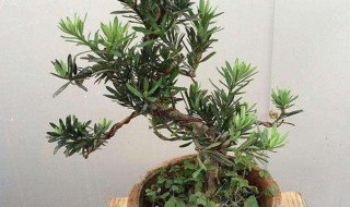罗汉松浇水的正确方法 罗汉松怎样浇水