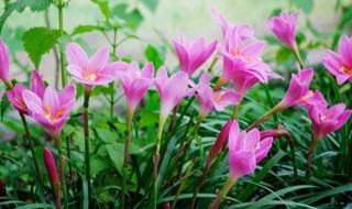 葱兰种球种植方法 葱兰种球种植方法视频