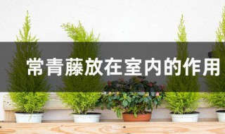 常青藤放在室内的作用 常青藤放在室内的作用是什么