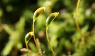 樱花种子怎么破壳发芽 樱桃种子怎么破壳发芽
