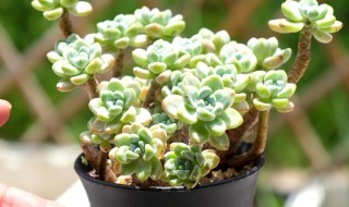 肉肉植物怎么养（多肉植物怎么养才爆盆）