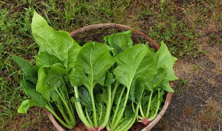 菠菜和豆腐为什么不能一起吃 菠菜和豆腐为什么不能一起吃百度