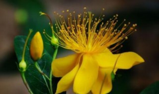 6月份开的花有哪些 6月份开的花有哪些花?