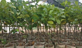 榴莲树苗怎么种植方法 榴莲树苗怎么种植方法图解