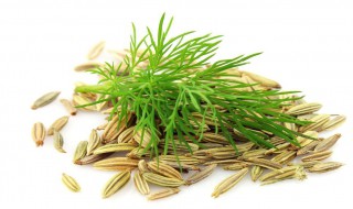 小茴香种子的种植方法（小茴香种子的种植方法与时间）