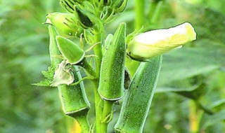 秋葵籽怎么种植方法 秋葵籽怎么种植方法图解