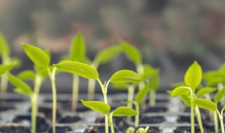 种子种植方法 满天星种子种植方法