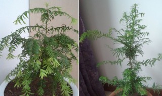 红豆杉养殖方法和注意事项（红豆杉养殖方法和注意事项盆栽）