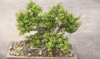 菩提树的养殖方法和注意事项（小盼菩提的养殖方法和注意事项）