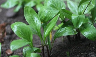 寒葱的种植方法和时间 寒葱的种植方法和时间和温度
