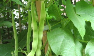 豆角种植方法步骤（豆角种植的方法与技术）