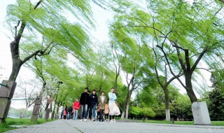 梦见大风是什么意思（梦见大风是什么意思梦见大风卷身）