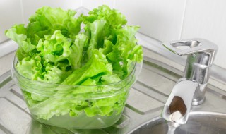 生菜如何清洗 生菜如何清洗去虫去农药