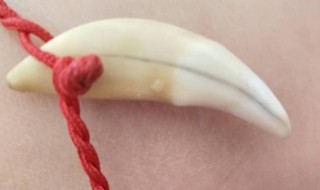 带狗牙有什么禁忌（带狗牙的禁忌）