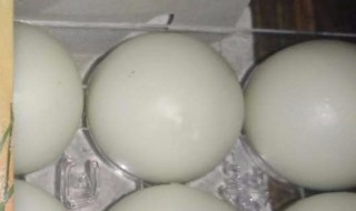 孔圣枕中丹的功效与作用（孔圣枕中丹的功效与作用价格）