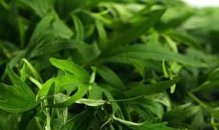 艾草不到端午节可以用吗 艾草过了端午节还是艾草吗