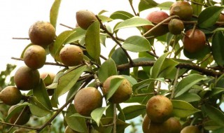 油茶是什么（油茶是什么植物）