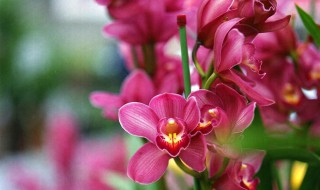大花蕙兰的介绍 大花蕙兰品种名称和图片
