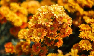 菊花的养护方法（菊花的养护方法有哪些?）