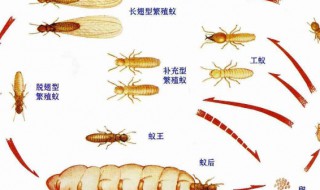 白蚁一般什么月份出来 白蚁一般什么月份出来活动