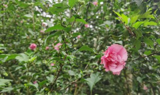 重瓣木槿花的养殖方法 重瓣木槿盆栽