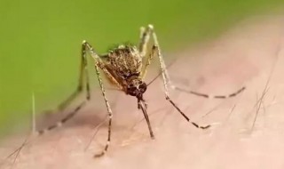 把蚊子关房间几天会死（蚊子关房间飞不出去几天会死）