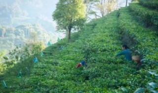 易武茶特点 高杆易武茶特点