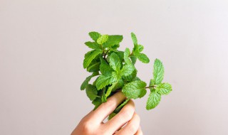 野薄荷能吃吗 野外的薄荷可以吃吗