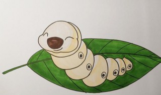 怎样辨别蚕的公母 怎样辨别蚕的公母图解