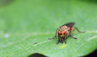 寝室小飞虫怎么处理 寝室小飞虫怎么处理掉