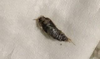 家里小黑虫怎么来的 家里小黑虫子怎么来的