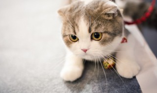 家里进猫代表什么预兆 家里进猫代表什么预兆要把它赶走吗?