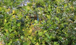 蓝莓用什么土壤种植好 蓝莓用什么土壤种植好吃