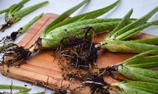 芦荟移栽注意事项 芦荟移栽注意事项和禁忌