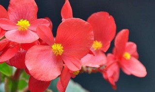 冬季室内适合养什么花（冬季室内适合养什么花盆）