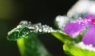 白露凉快了吗（白露节气凉快了吗）