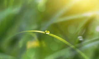 白露节气是几月份 白露节气属于哪个月