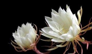 白露节气代表性植物（白露节气代表性植物石蒜）