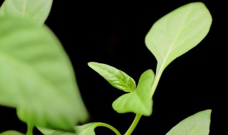 适合养在室内的植物 冬天适合养在室内的植物