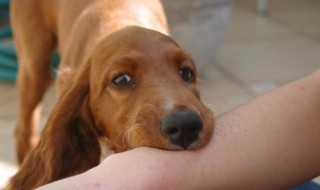 被够狗咬了出血怎么办（被家狗咬伤出血怎么办）