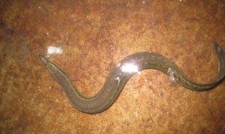 泥鳅怎么养 泥鳅怎么养才能养活