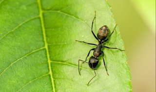 蚂蚁多怎么彻底清除 地里蚂蚁多怎么彻底清除