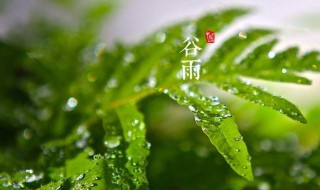 谷雨吃什么食物 谷雨吃什么食物图片