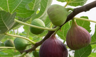 家种无花果树有讲究吗 家里种无花果树有忌讳吗