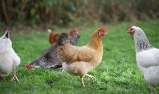 养鸡技术资料 养鸡技术资料大全