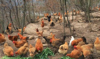 柴鸡的养殖方法 柴鸡怎么养殖下柴鸡蛋
