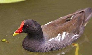 黑水鸡养殖方法 黑水鸡养殖方法和技术