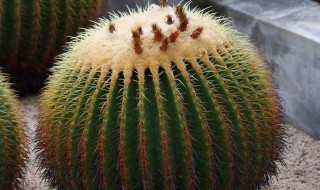 金虎仙人球怎么养（金虎仙人球怎么养殖快速生长?）